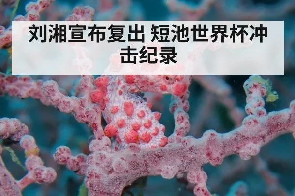 刘湘宣布复出 短池世界杯冲击纪录